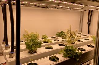 Prototyp kabiny SmartFood