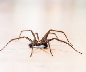 Zobaczyłaś pająka, kiedy pomyślałaś o TEJ osobie? Wszechświat wysyła ważną wiadomość. Tego sygnału nie możesz zlekceważyć. Przesądy ludowe