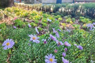 Uzdrowisko Kraków Swoszowice