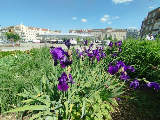 Rynek Łazarski w Poznaniu