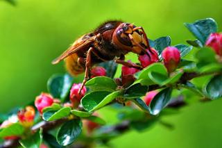 Co robić, jeśli użądli Cię pszczoła, osa lub szerszeń? GIS wydał komunikat