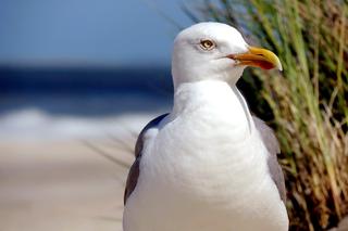 Policja poszukuje mężczyzny, który ma związek z uśmierceniem mewy srebrzystej