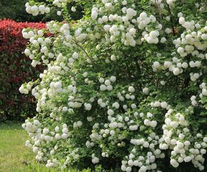 Kalina koralowa 'Roseum'