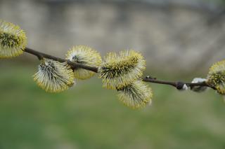 Ogród Botaniczny pełen atrakcji. W niedzielę spacer z przewodnikiem i piknik japoński 