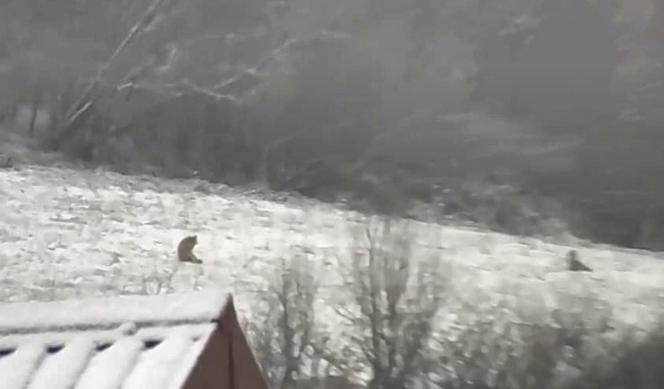 Przez wilki ludzie boją się wychodzić z domów