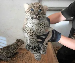 Podwójne narodziny w Płockim Ogrodzie Zoologicznym! [ZDJĘCIA]