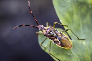 Wtyk Amerykański: śmierdzący owad atakuje nasze domy