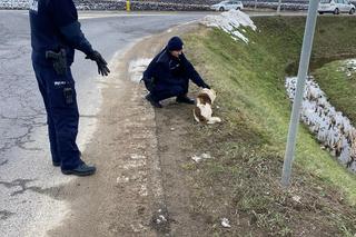 Policjanci znaleźli potrąconego psa Lesia