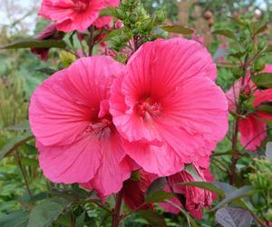 Hibiskus bagienny