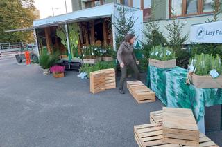 Leśnicy z Olsztyna rozdają za darmo sadzonki. To już piąta edycja akcji