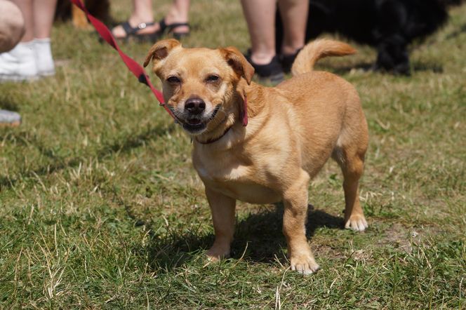 Psia radość i ludzkie serca. Myślęcinek pełen dobrych ludzi i ich czworonogów