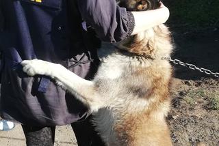 Jak przekazać 1 proc. podatku ? Towarzystwo Opieki nad Zwierzętami prosi o pomoc