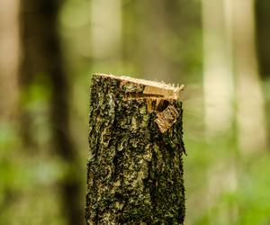 Wycinka drzew na osiedlu Leśnym w Bydgoszczy. Mieszkańcy są zaniepokojeni