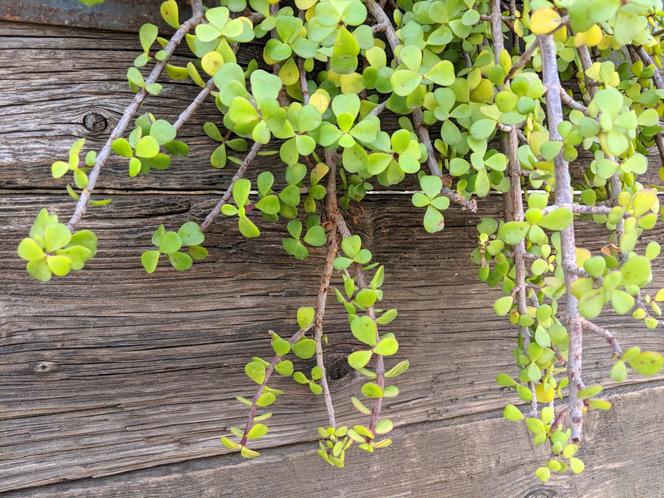 Portulacaria afra