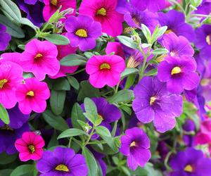 Calibrachoa, Million Bells. Zdjęcia