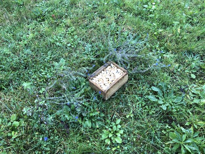 Domki dla owadów na terenie Sosnowieckiego Centrum Sztuki - Zamek Sielecki 