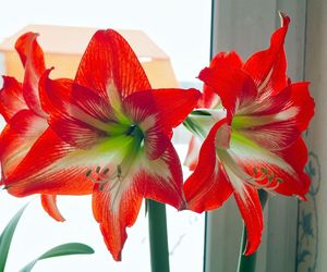 Hippeastrum