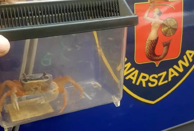 Ekopatrol odłowił KRABA TĘCZOWEGO - nie zgadniecie, gdzie się schował!
