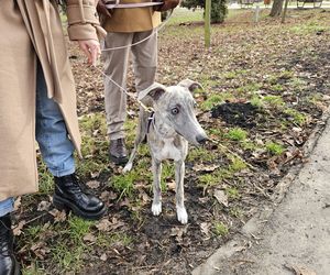 Chartoterapia dla WOŚP. Spacer charytatywny z pieskami po Parku Ludowym w Lublinie