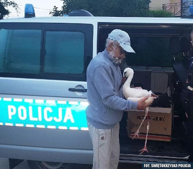 Imielno: Ranny bocian błąkał się po wsi. Interweniowała policja! 
