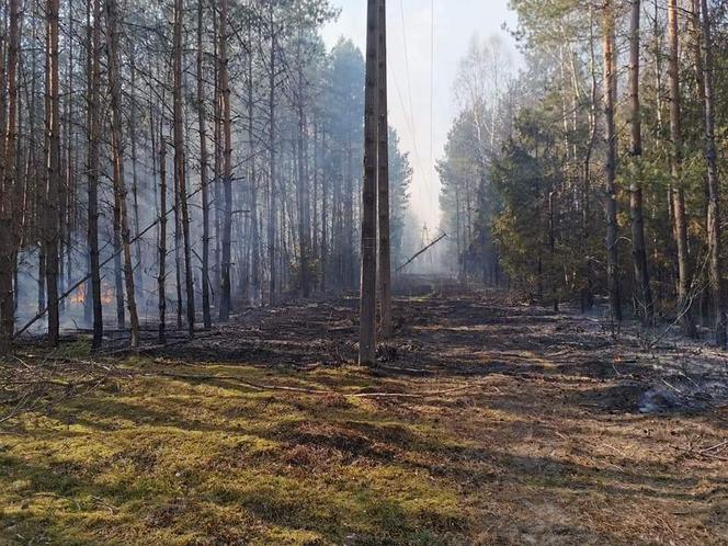 Płonął las w powiecie radomszczańskim. Ogień strawił 10 hektarów poszycia!