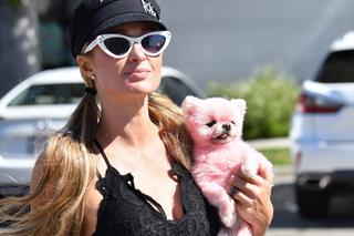 Paris Hilton z różowym psem
