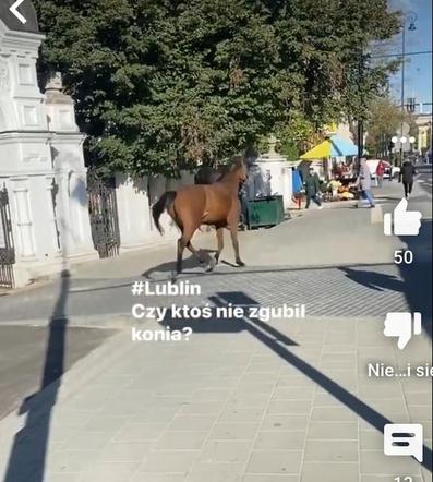 Wakara galopowała przez centrum Lublina! Ludzie byli w szoku