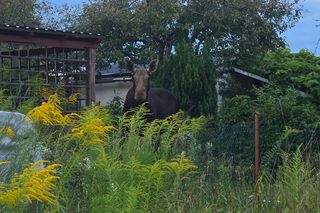 Nietypowy gość wystraszył działkowiczów! Musiała przyjechać policja
