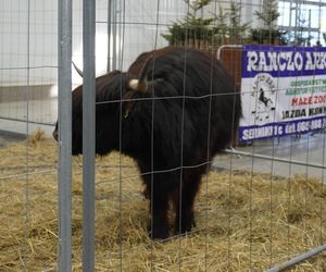 ZOOPARK w Lublinie. „Postawiliśmy na polski las. Chcemy promować nasze zwierzątka”