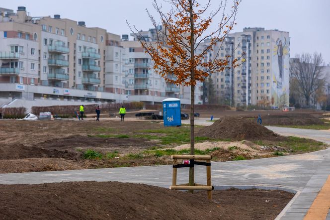 Pierwsze drzewa w parku nad obwodnicą na Ursynowie