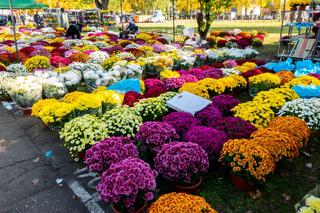 Chryzantemy doniczkowe