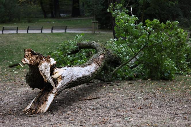 Park wilanowski zamknięty po burzy w Warszawie