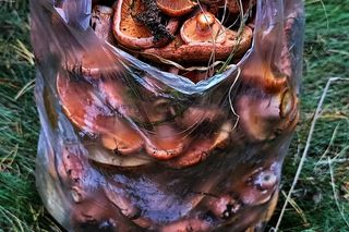 Rydze znalezione na Kaszubach. zdjęcia z grupy bory tucholskie.  Łukasz Węgrzyn