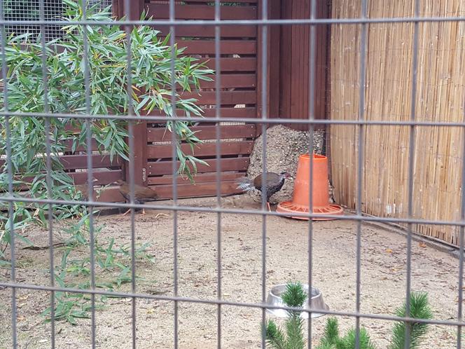 W Mini Zoo w Lesznie zamieszkały nowe ptaki. Wśród nich jeden z najpiękniejszych bażantów