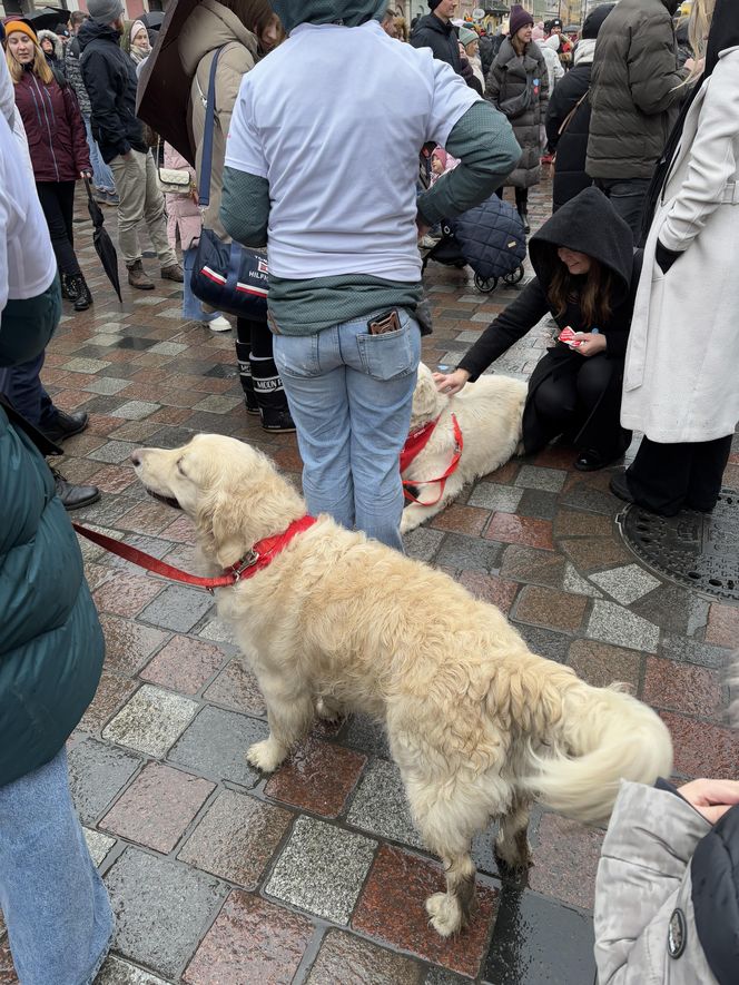 Golden Retriever WOŚP w Poznaniu