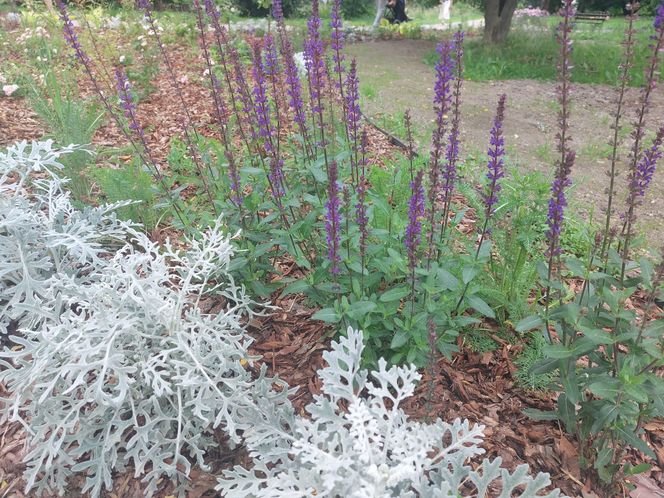 Park im. Szafera w Rzeszowie 