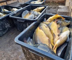 Kontrowersje wokół sprzedaży żywych karpi! Co się dzieje z niesprzedanymi rybami? Będziesz w szoku
