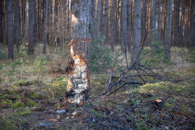 Wypadek Grodzisk, miejsce zdarzenia