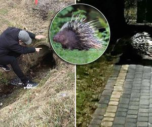 Poszukiwania jeżozwierzy z Celestynowa. Zwierzak odwiedził podwórko pana Zbyszka. „Myśleli, że żartuję”