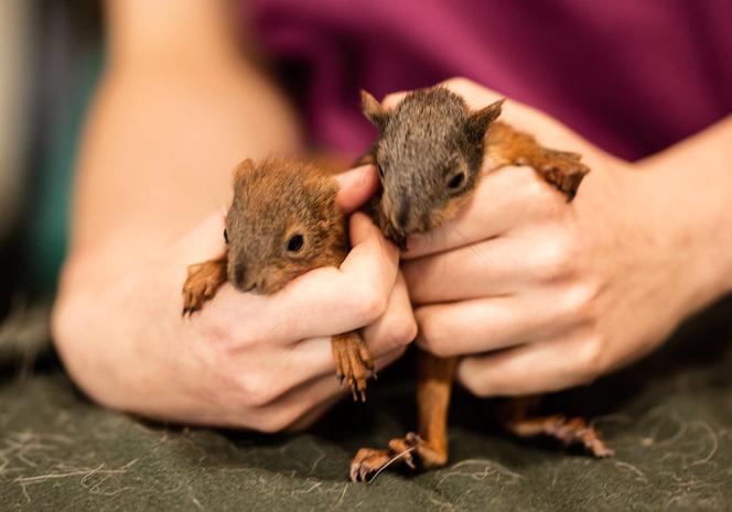 Małe wiewiórki