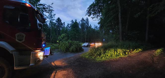 Front burzowy przeszedł przez Warmię i Mazury. Powalone drzewa, dużo strat materialnych [ZDJĘCIA]