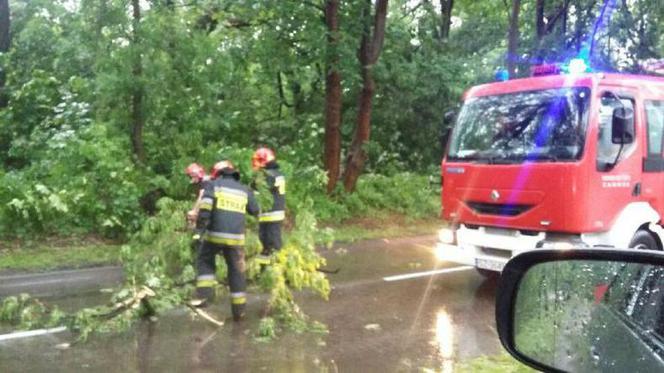 Podlaskie: Opady deszczu i bardzo silny wiatr. Drzewo przygniotło jeden z samochodów. Strażacy interweniowali już ponad 80 razy
