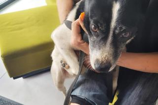 Kalisz. W zamian za majątek, mieli zająć się psem seniorki! Kodi przeszedł przez piekło