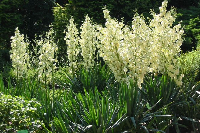 Juka karolińska (Yucca filamentosa)