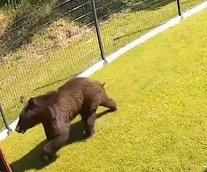 Niedźwiedź w Wilnie