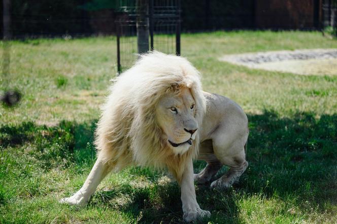 ZOO Borysew świętuje 15. urodziny! Zapowiada się niezapomniana impreza