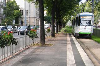 Kwietniki na przystanku tramwajowym na placu Kościuszki