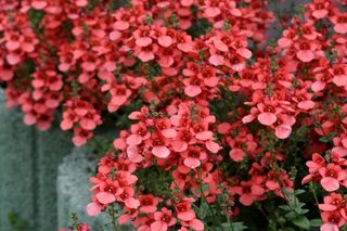 Diaskia - Diascia barberae
