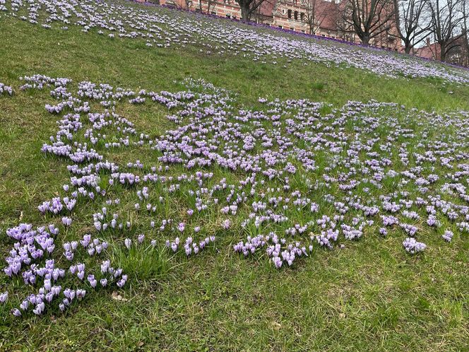 Krokusy na Wałach Chrobrego