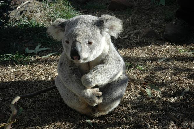 Koala adoptowany przez uczniów
